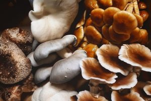 Homegrown Mushrooms - Eat Local Foods