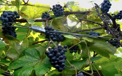 Norton:  America’s Oldest Native Grape